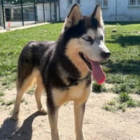 Raven, chienne à adopter