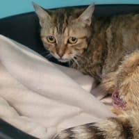 Sagitaire, chatte à adopter