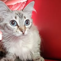 Mabiche, chatte à adopter