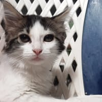 Potikrem, chatte à adopter