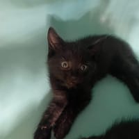 NOA, chatte à adopter