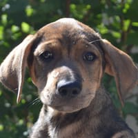 BAJOU CHAO, chien à adopter