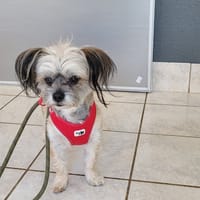 TWISTER OAA19993, chien à adopter