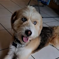 ALPHA, chien à adopter