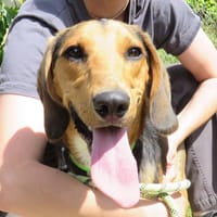 STORE, chien à adopter
