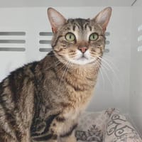 PHENIX CHA, chat à adopter