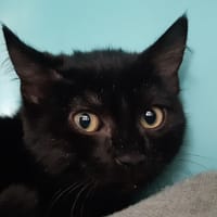 Potitenui, chatte à adopter