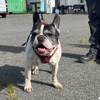 JUNGLE VAA, chien à adopter