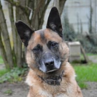 MAX VAA, chien à adopter