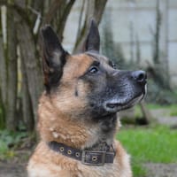MAX VAA, chien à adopter