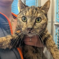MYRTILLE, chatte à adopter