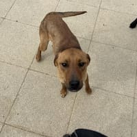 XANDER, chien à adopter