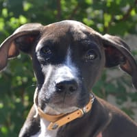 ALMA CHAO, chien à adopter