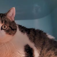 DAKOURA, chat à adopter