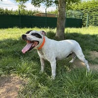 MALO, chien à adopter