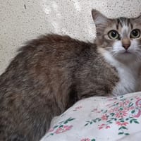 Ciboulette, chatte à adopter