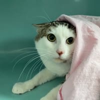 Gallo, chat à adopter