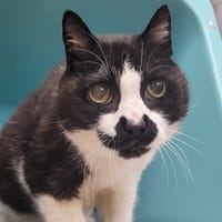 RAMON, chat à adopter