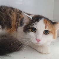 PUEBLA CHA, chatte à adopter