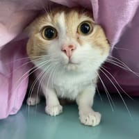 NANO, chat à adopter