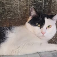 MYO, chatte à adopter