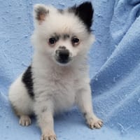 Domino, chien à adopter