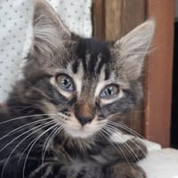 Potisucré, chatte à adopter