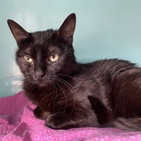 JOSEPHINE, chatte à adopter