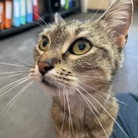 CAPUCINE, chatte à adopter