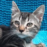 Potilynx, chatte à adopter
