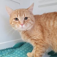 IGUANE CHA, chat à adopter