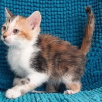 Potizieu, chatte à adopter