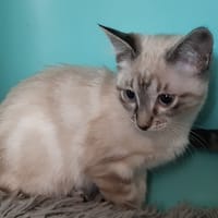 Potiseal, chatte à adopter