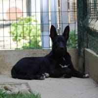 CORTEX, chien à adopter