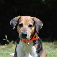 KALOU VAA, chien à adopter