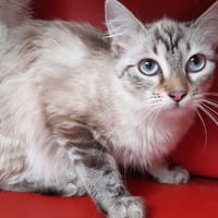 Tibouch, chatte à adopter