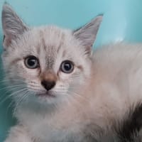 Potipié, chat à adopter