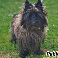PABLO (Réservé), chien à adopter