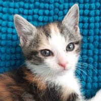 Potinez, chatte à adopter