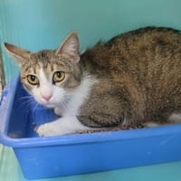 Zeref, chat à adopter