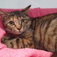 MARGOUILLA CHA, chatte à adopter
