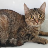KROKO CHA, chatte à adopter