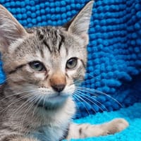 Potipuma, chat à adopter