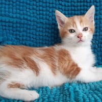 Potirou, chat à adopter