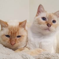 HARRIE CHA, chat à adopter
