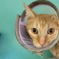Natsu, chat à adopter