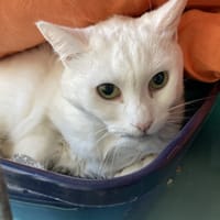 BEBELLE, chatte à adopter