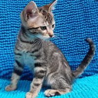 Potilion, chat à adopter