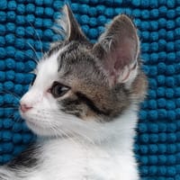 Potigresse, chatte à adopter