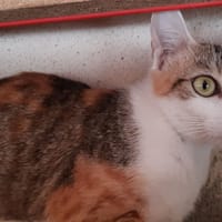Minisa, chatte à adopter
